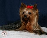 Yorkshire Terrier 9Y110D-064